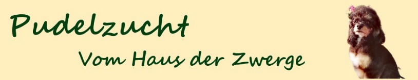 Pudel aus Berlin